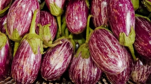 تصویر 2 از بادمجان خط دار محصولی ویژه و خاص